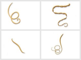 types of earthworms