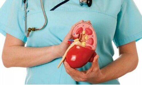 human kidney as a habitat of the alveococcus parasite