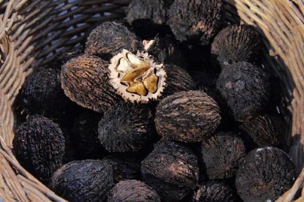 black walnut from pests