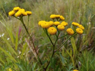 The impact of tansy during the invasion worm