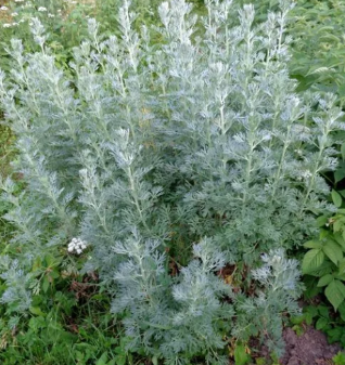 Mugwort-worms of the earth
